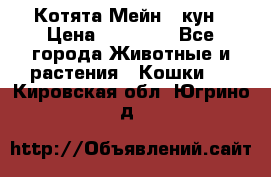 Котята Мейн - кун › Цена ­ 19 000 - Все города Животные и растения » Кошки   . Кировская обл.,Югрино д.
